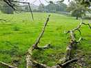 Fields