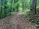 Woodland walk