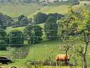 Beautiful cows