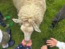 Feeding the sheep
