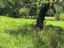 The orchard