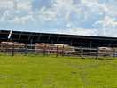 The cows off to get milked