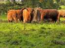 The highland cows at hirsel country park