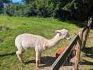 Plenty of farm animals to see