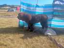 Big dog in the sunshine