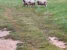 A morning view of sheep on camping field