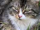 The resident kitty.
