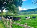 Cows on site