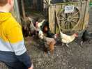 Letting the chickens out!