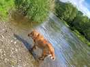 Plenty of swimming opportunities to keep the canines cool.