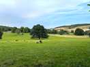 Animals in neighbouring field