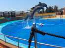 The dolphins alone were worth every penny.