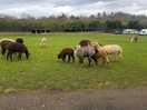 Free roaming alpacas
