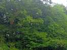 Shady spots to camp