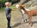 Alpaca farm stay
