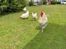 Chickens on site