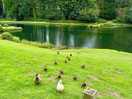 Duck friends!