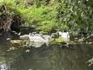 Cygnets