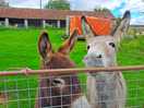 Resident donkeys