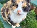 Lovely farm kitty