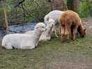 Alpacas