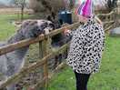Feeding the donkeys
