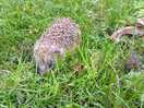 Some of the local wildlife coming to visit