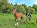 More horses
