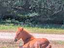 Some ponies chilling around :)