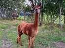 Lovely alpaca