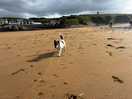 Bude beach dogs off leads after 6pm