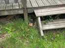 Decking again.