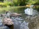 Swans and their babies