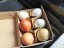 Fresh eggs straight from the farm , 10/10 best eggs i've had for a long time