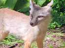 Little fox