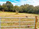 Dog field