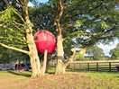 Tent in the trees for hire.