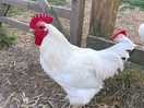 Friendly farm animal