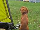 Our dog watching our neighbours