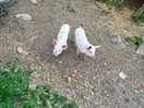 2 baby pigs