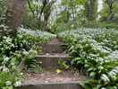 From campsite to beach trail, lovely wild garlic