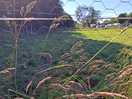 Chickens grazing