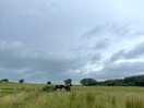 Site views