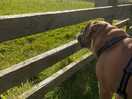 Looking at the horses