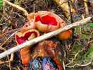 Scarlet cup mushrooms