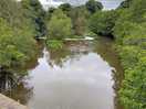 River dove