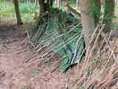 Den building