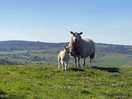 Sheep on adstone hill