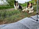 Grassed