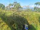 Sunny field